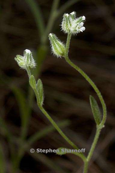 cryptantha simulans 2 graphic